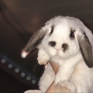 Meet your Posher, Layla